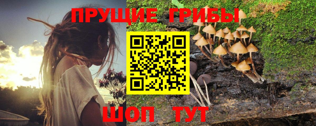 Псилоцибиновые грибы Psilocybe Череповец