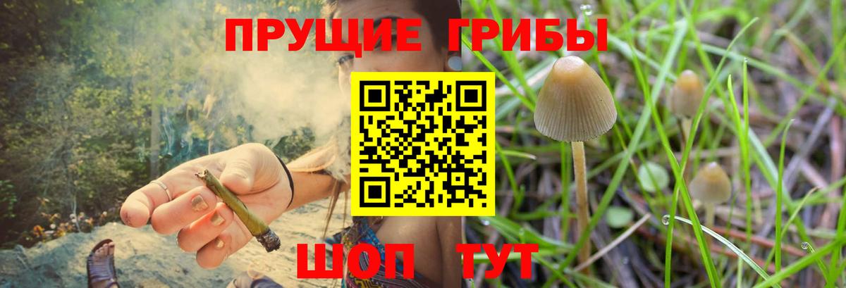 Псилоцибиновые грибы Psilocybe  где купить наркотик  Череповец  Вход с VPN  Псилоцибиновые грибы Psilocybine cubensis 